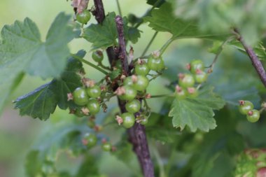 Bahçedeki bir sarmaşıkta yeşil üzümler