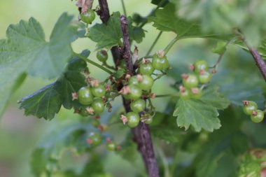 Ağaçta yeşil yapraklı olgun üzümler, yaz.