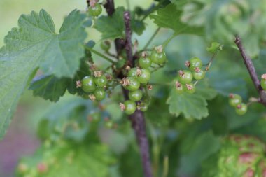 Ağaçtaki yeşil üzüm