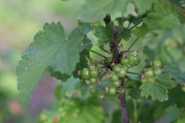 Üzüm bağında üzüm yaprakları