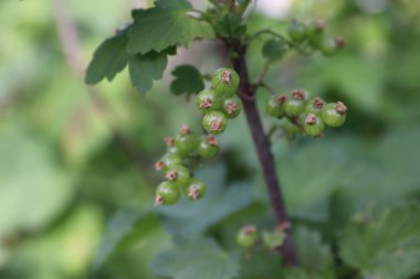Bahçedeki ağaçta güzel meyveler