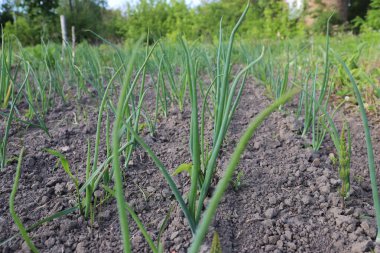 Bahçede taze soğan yetişiyor.