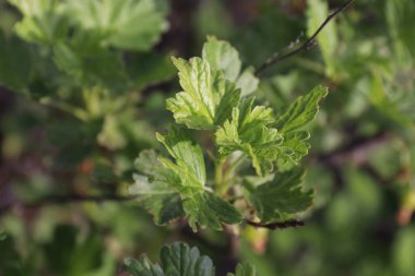Bahçedeki genç yeşil bitki