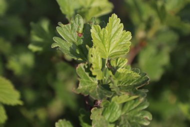 Çalılıklarda yeşil bitkiler