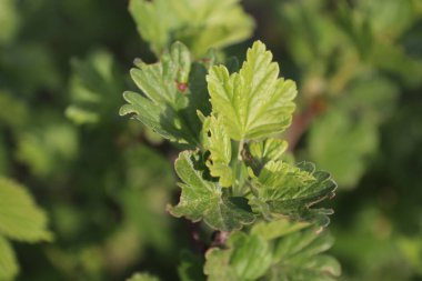 Bahçedeki bir bitkinin yeşil yaprakları