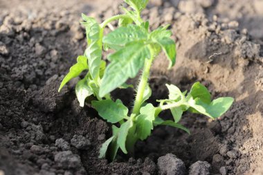 Bahçedeki yeşil bitki