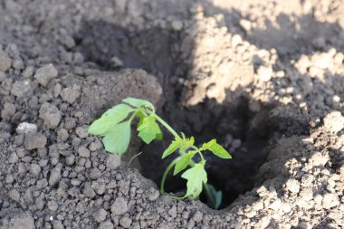 Topraktan çıkan genç bitkiler