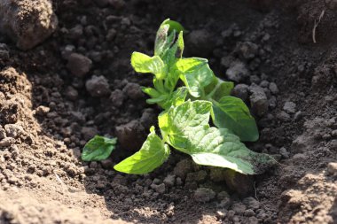 Toprakta büyüyen genç bitkiler