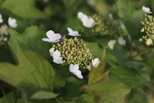 Bahçedeki güzel çiçekler