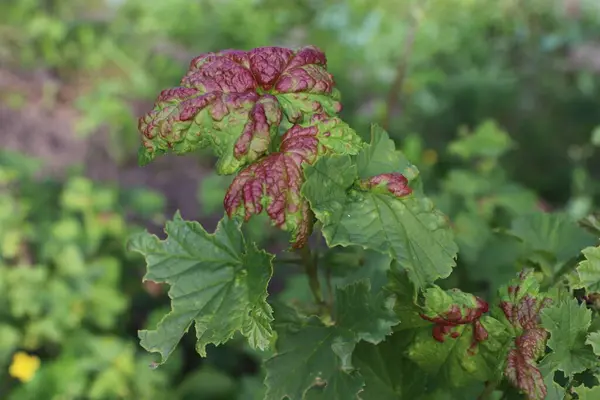 Bahçede kırmızı lahana