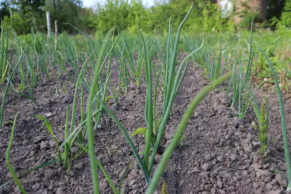 Bahçede yetişen yeşil bitkiler