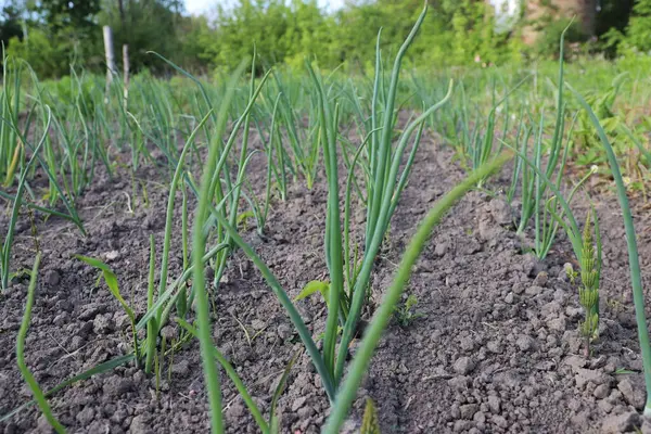 Bahçede taze soğan yetişiyor.