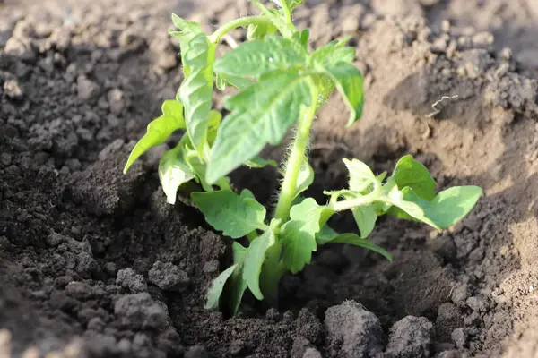 Bahçedeki genç bitki