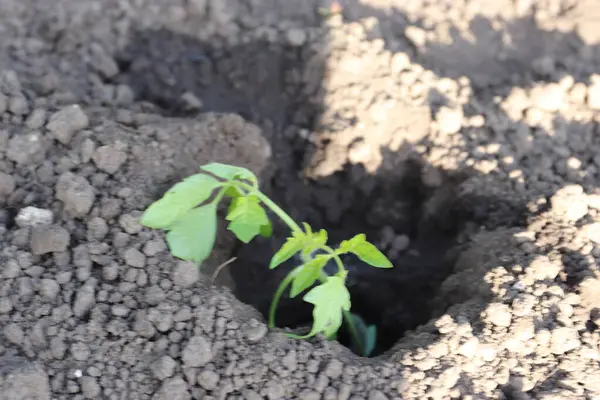 Bahçede yetişen yeşil bitki