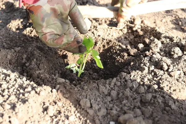 Genç adam bahçeye çiçek dikiyor.