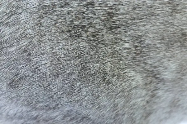 gri kürk arkaplan, doku