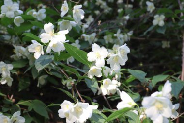 Bahçedeki güzel beyaz çiçekler