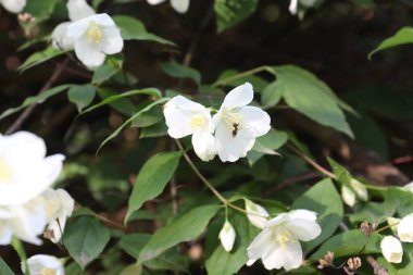 Bahçedeki güzel çiçekler