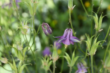 Bahçedeki güzel çiçekler