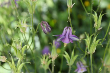 Güzel botanik fotoğrafı, doğal duvar kağıdı.