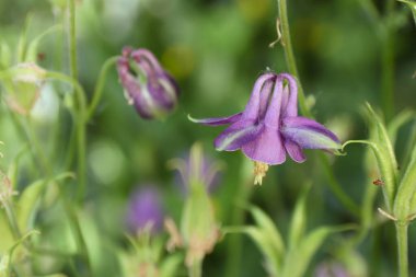 Güzel botanik fotoğrafı, doğal duvar kağıdı.