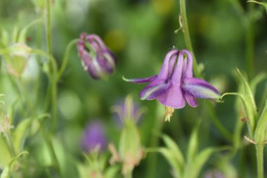 İrisin çiçekleri bir bahçede Yazın, sabah güneşinde.