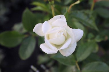 Bahçedeki beyaz gül çiçeğine yaklaş