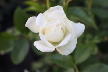 Beyaz ve pembe güller