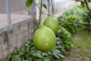 Konut binasının bahçesindeki limon ve limon ağacına yakın plan, yeşil limon. 