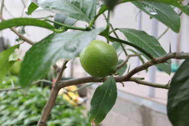 Konut binasının bahçesindeki limon ve limon ağacına yakın plan, yeşil limon. 