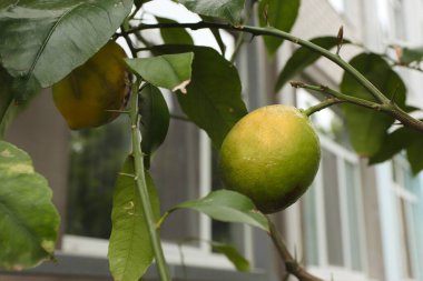Konut binasının bahçesindeki limon ve limon ağacına yakın plan, yeşil limon. 