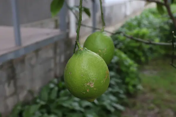 Konut binasının bahçesindeki limon ve limon ağacına yakın plan, yeşil limon. 