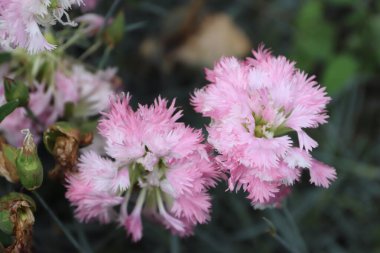 Güzel botanik fotoğrafı, doğal duvar kağıdı.