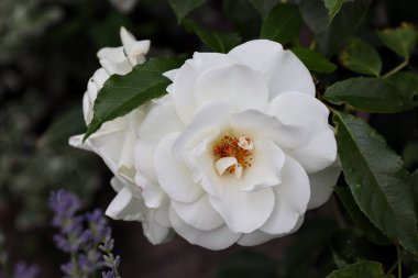 Bahçedeki güzel beyaz gül