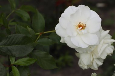 Bahçedeki güzel beyaz gül