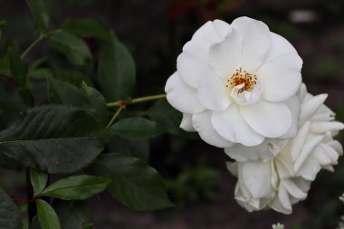 Güzel botanik fotoğrafı, doğal duvar kağıdı.