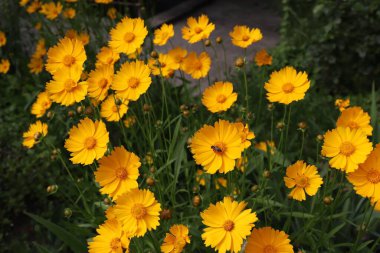 Bahçe ayçiçeği, sarı papatya, yakın plan, çiçekli bir arı