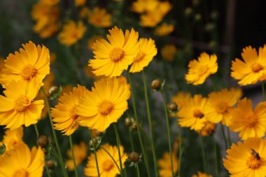 Bahçe ayçiçeği, sarı papatya, yakın plan, çiçekli bir arı