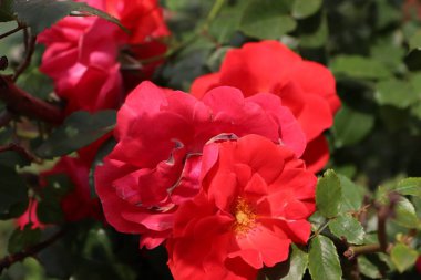 Çin gülü, kırmızı renk, yakın plan, gül, kırmızı, doğa, gül, bahçe, çiçek, buket, güzellik, bitki, aşk, çiçek, yaz, çiçek, sevgililer günü, çiçek, çiçek, çiçek, güzel, romantik,