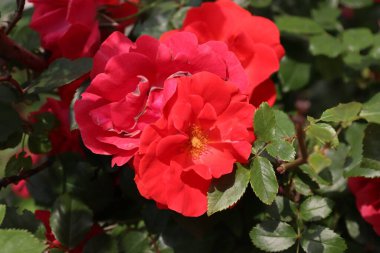 Çin gülü, kırmızı renk, yakın plan, gül, kırmızı, doğa, gül, bahçe, çiçek, buket, güzellik, bitki, aşk, çiçek, yaz, çiçek, sevgililer günü, çiçek, çiçek, çiçek, güzel, romantik,