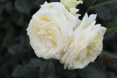 Bahçedeki güzel beyaz güller