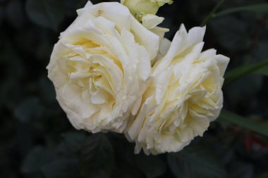 Bahçedeki sarı güller