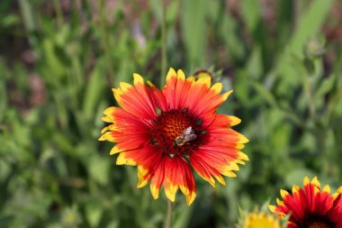 Gaillardia, kahverengi merkezli kırmızı-sarı bir çiçek ve yere karşı büyük bir göğüs.