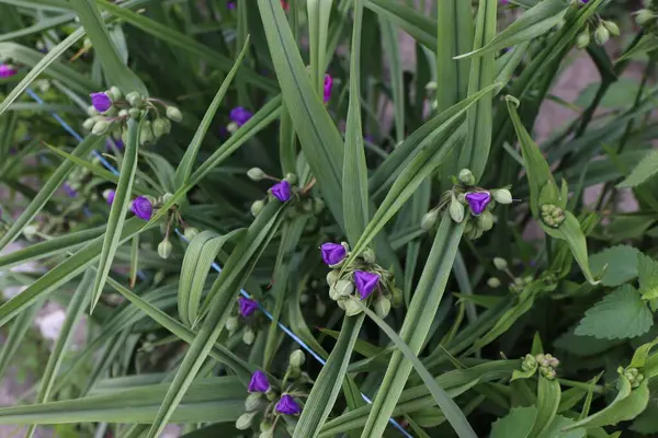 Bahçedeki güzel çiçekler
