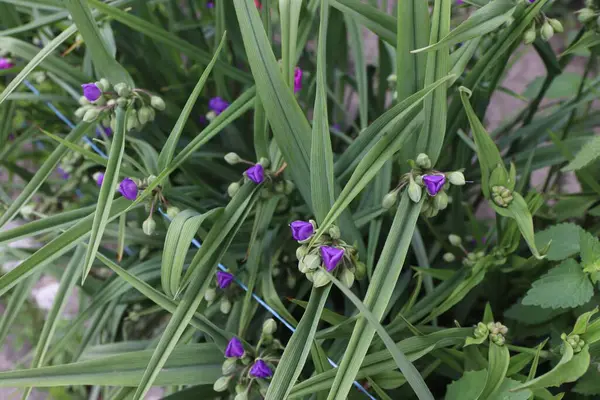 Bahçedeki güzel çiçekler