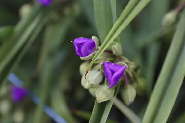 Bahçedeki mor göz.