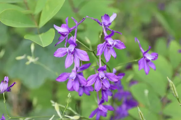 Bahçedeki güzel çiçekler
