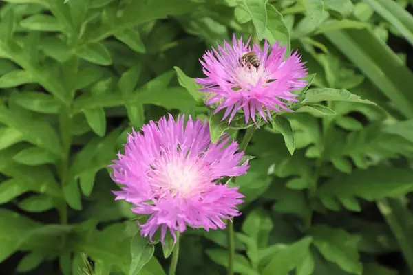 Bahçedeki güzel çiçekler