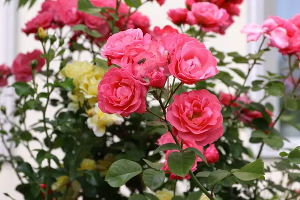 Pembe gül, gül çalısı, yakın plan, gül arkaplan veya ekran koruyucu