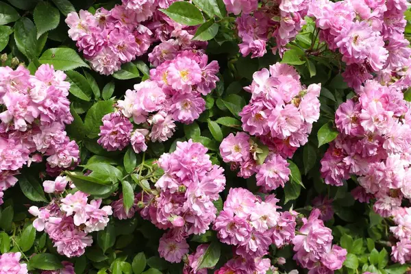 Pembe gül, gül çalısı, yakın plan, gül arkaplan veya ekran koruyucu